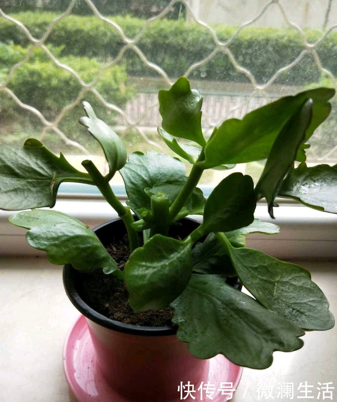 叶片|谁说老桩长寿开花少，看看花友家的巨无霸，三年长成半米花树