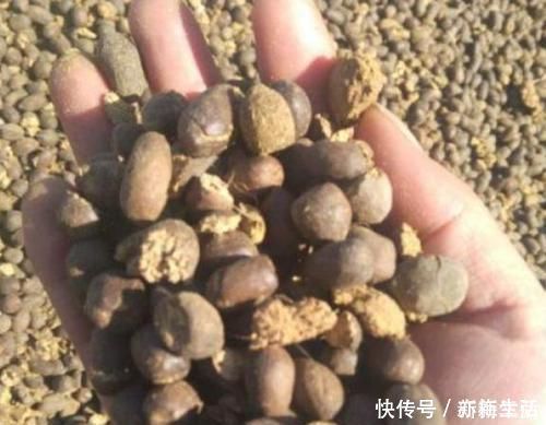 羊粪肥|三角梅最好养,只需每月倒点“它”,还“剪几刀”,轻松开爆盆!