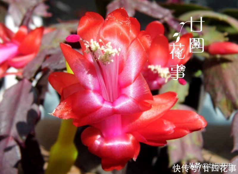 蟹爪兰复花并不难，简单3步，花朵一茬接一茬，开到5月份