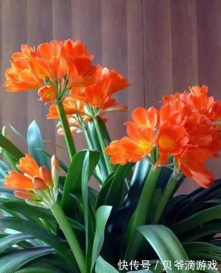 老花匠教你一个小妙招,君子兰不黄叶不干尖,油绿发亮惹人爱