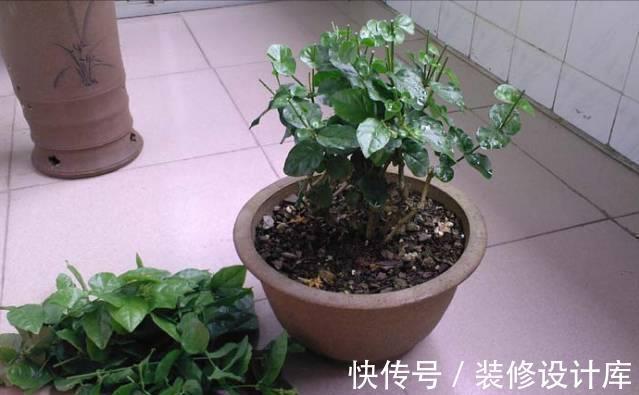 枝条|6种“漂亮花”,长了就狠剪,舍不得剪害处大,耽误一年开花量