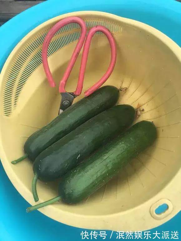 3种“水果”蔬菜,阳台就能种,青脆爽口,老人小孩都爱吃!