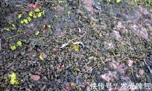 代科学|农村这5种抗癌野菜，见到了可别错过了，在城里有钱也很难买到呢