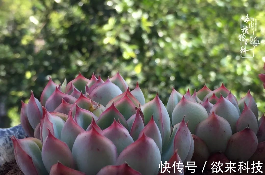 柴米油盐的日子,养几盆多肉吧,为生活添几抹色彩!