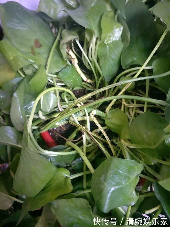 咋“折腾”都不死的4种花，越修剪越旺，很难养死