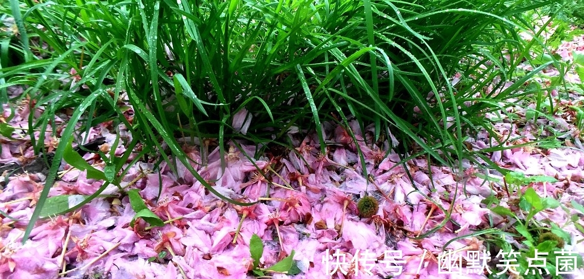 虞美人 雨后同干誉才卿置酒来禽花下作@八句话,四幅画,叶梦得的一首小词,昂扬向上,充满青春的气息