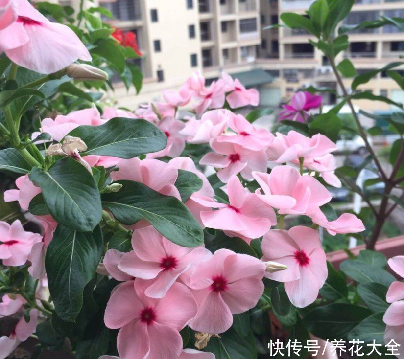 月季花|全年都开花的花，看一下这3种，家里四季如春