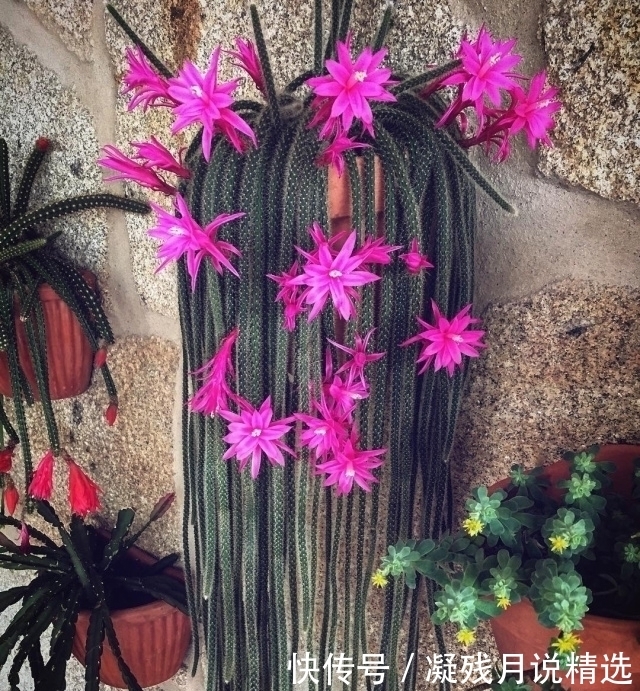 仙人掌很常见,但是这么美的还是第一次见!好想养几株!