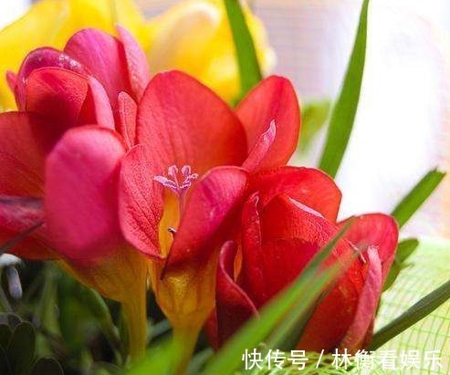 想有女人味，无需喷香水，家里养上“3种花”，身上弥漫缕缕花香