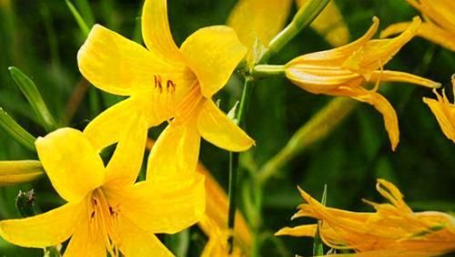 每天晚上坚持吃3种食物，排毒养颜、延缓衰老，好吃又不贵！