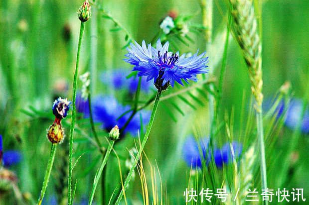 此花所代表的是遇见幸福，是田间的一朵小野花，但却温柔可爱