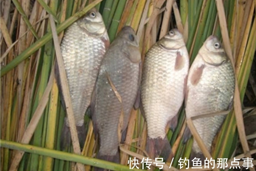 蚯蚓|钓点有鱼,却总是不咬钩!庆幸我换用了这3招,接连中鱼忙不停