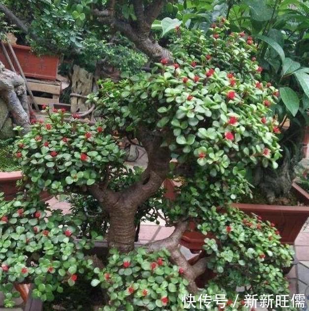 金枝玉叶做盆景这么养,大盆,肥水常伺候,个子蹭蹭长