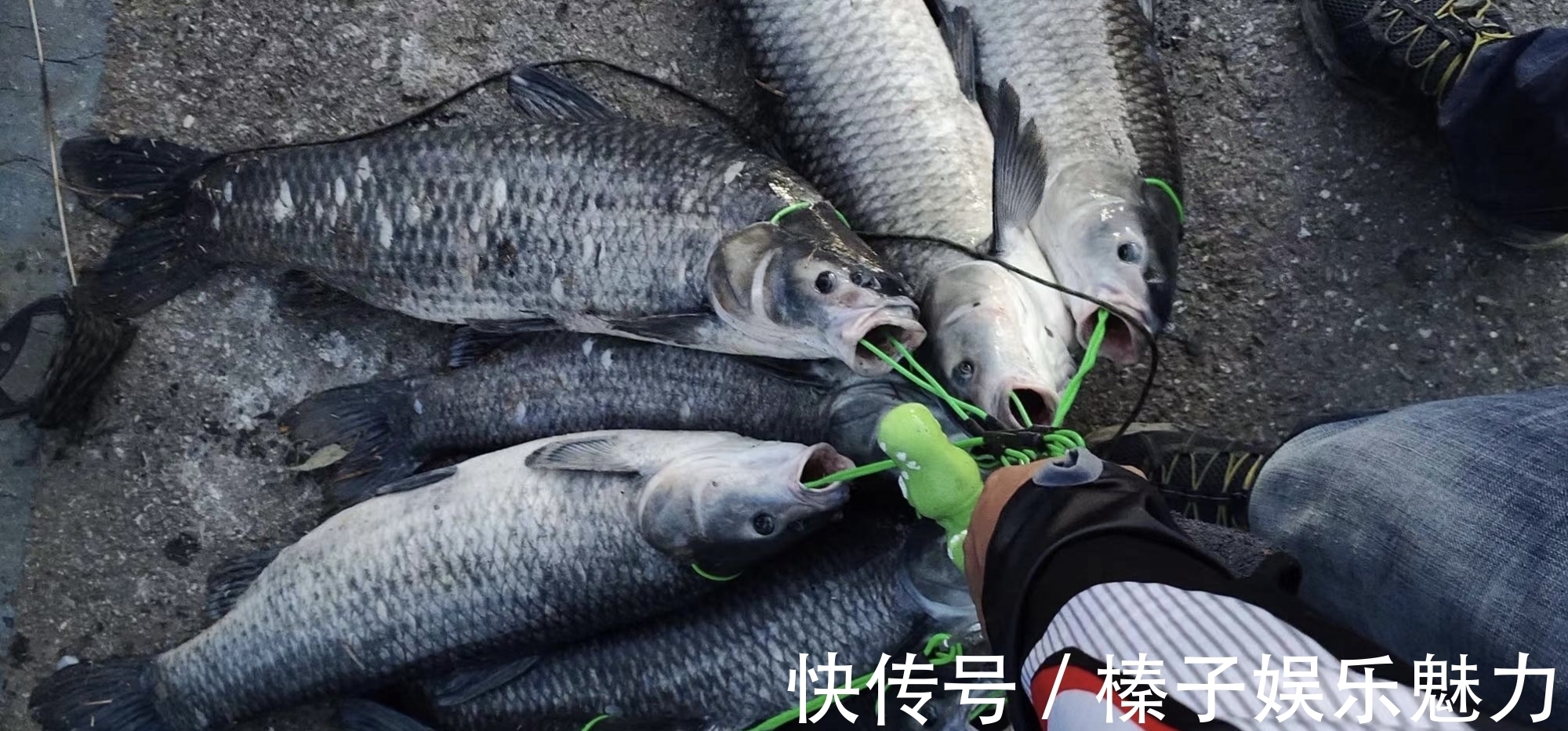 从两条百斤大青到带货近1.6亿，一夜爆红，谈钓王邓刚的精彩人生