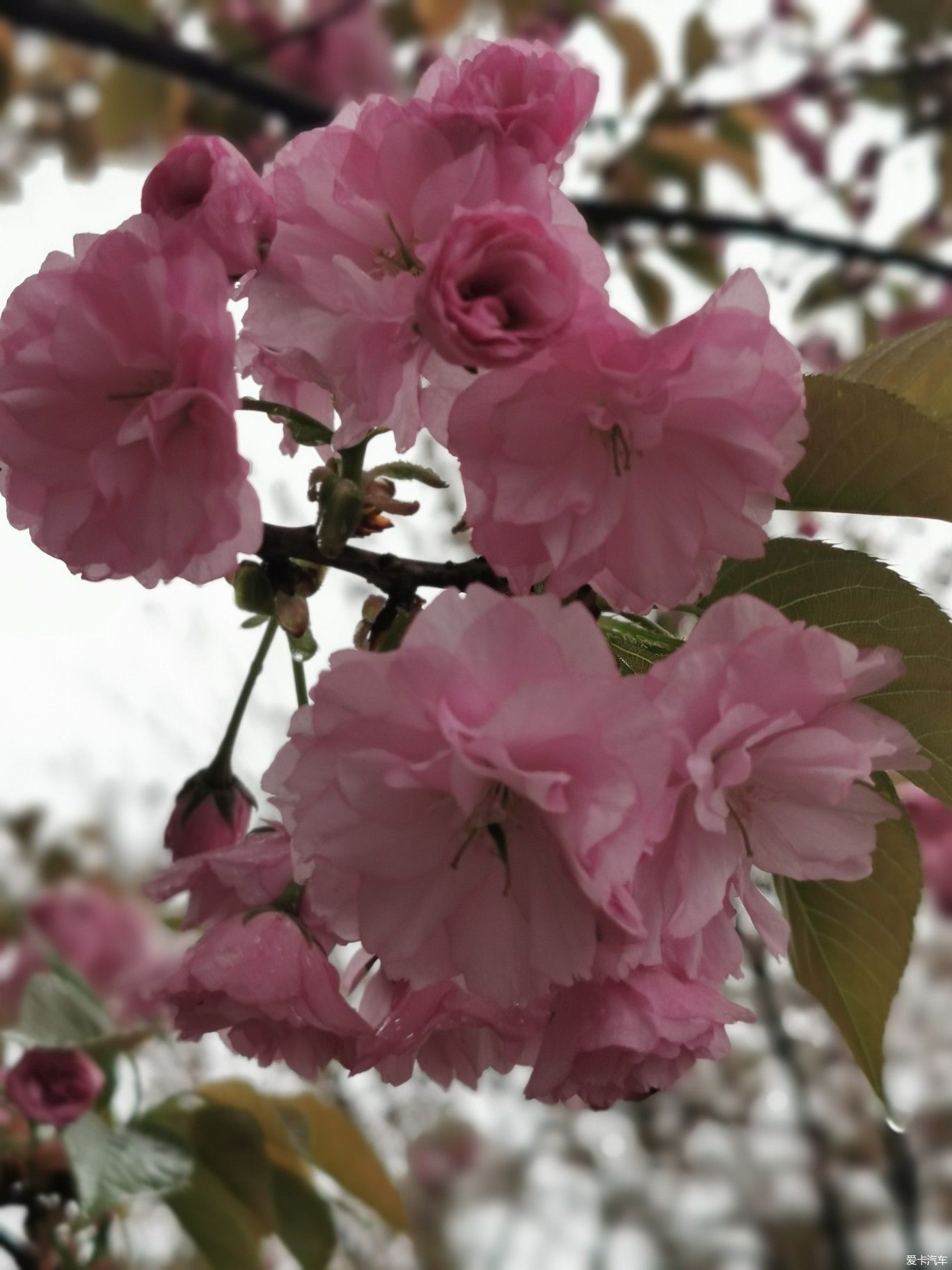 雨中盛开的樱花