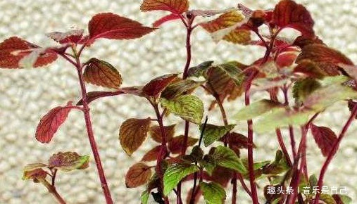 紫苏|女性不想老太快，多食4种食物，排毒素清，补血美容，滋养肌肤！