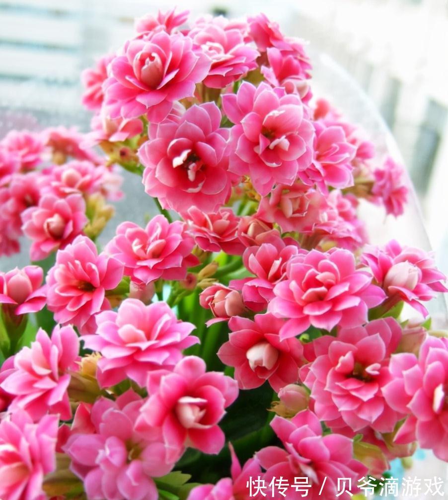 适合客厅养的“6种花”，一个比一个好养，一个比一个好看