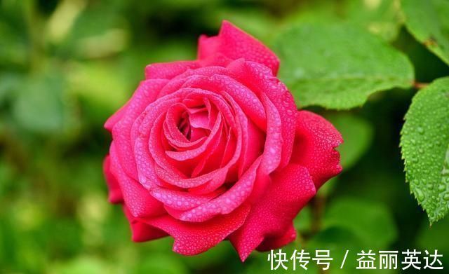 夏天养月季不能施肥别搞错，会错失好几拨花开