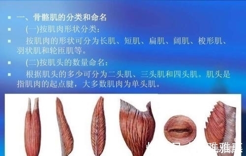 训练|想要拥有南瓜肩,就不能忽略了三角肌后束的训练,你应该这样练