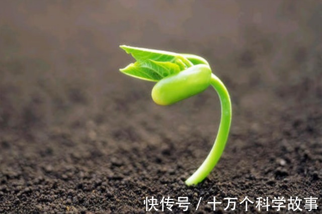 青蛙|在验孕棒发明之前,女人为了验孕,差一点导致青蛙灭绝