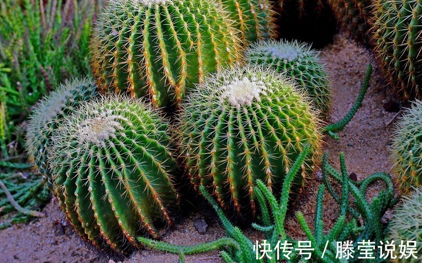 仙人掌浇水有讲究,死记这几点,蹭蹭长成大高个!