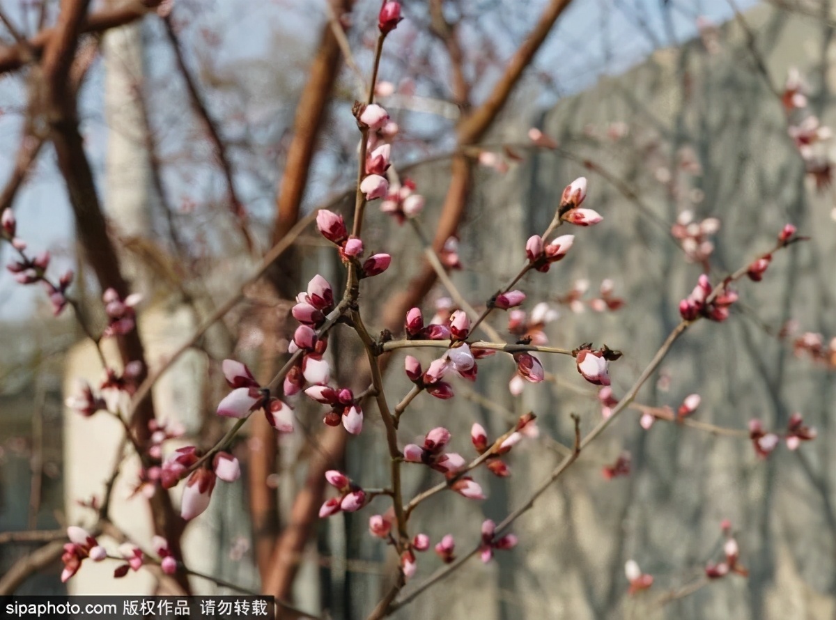 细“鼠”点滴:极不平凡的2020年,看完竟然默默流泪了!