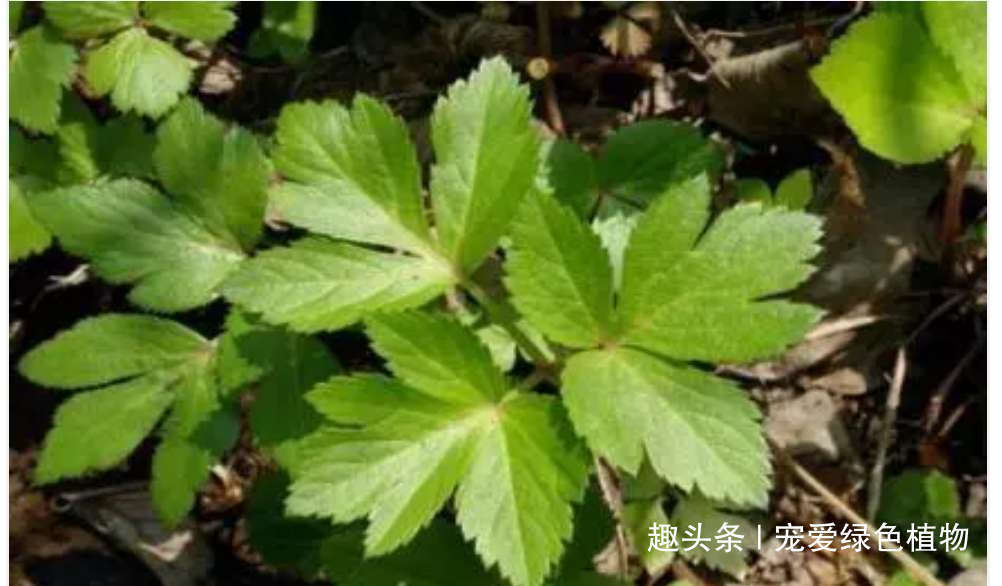 长寿草|人称“长寿草”,能“解毒,降三高”,家里种1盆,常吃身体好!