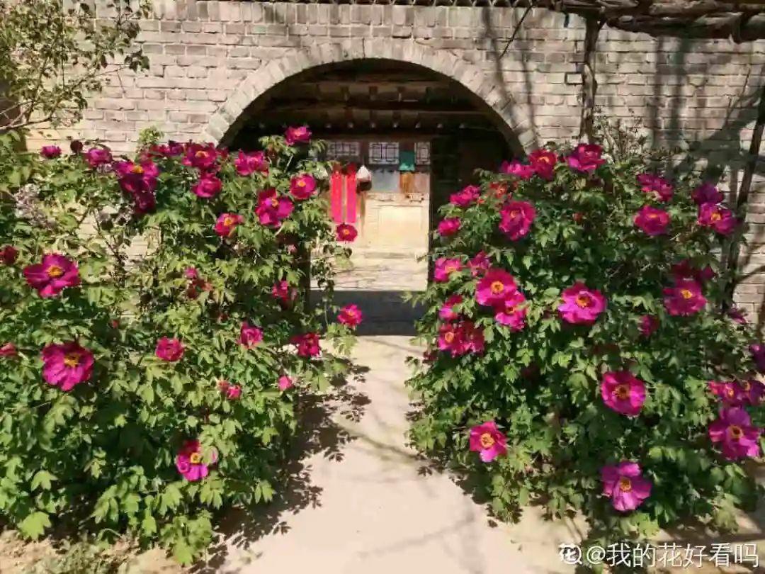 再穷也要养长寿花，寓意好、开花美，养人又养家！