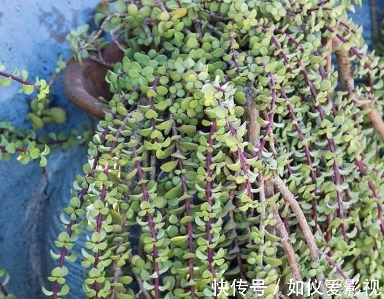 盆栽避开这3点，树马齿笕叶不黄不掉，很快就逆袭成金枝玉叶