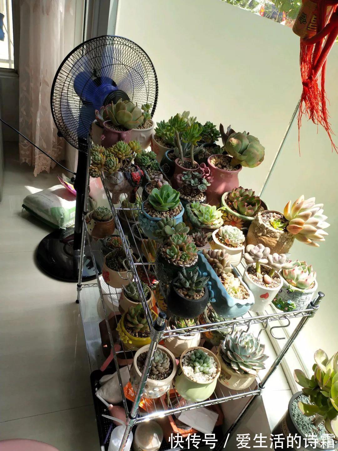 肉友|天一热,别管多肉徒不徒长了,能活下来就不容易!