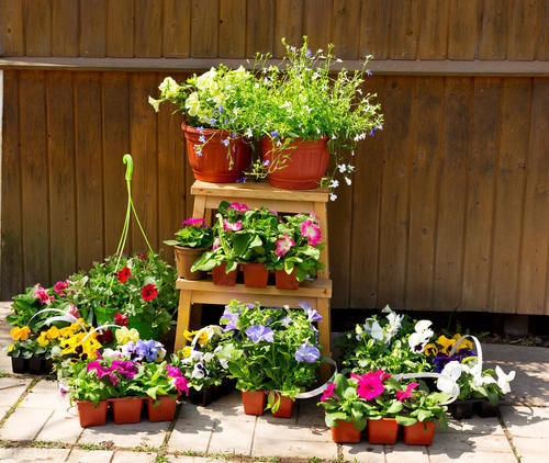 养花15年的经验告诉你,4种水不能用来浇花,科学养好花