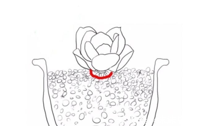 多肉植物|这4种情况要给多肉“砍头”，注意5点，1棵变2棵还带爆头效果！