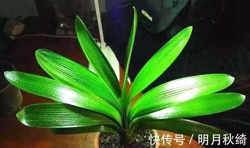 松针|养花还烂根吗？3种东西随便撒一把，根不烂，长的粗，开花刹不住