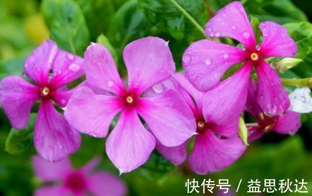 花花量|夏天养花难养此3种花“最适合”，越晒越旺，给点水就“爆盆”