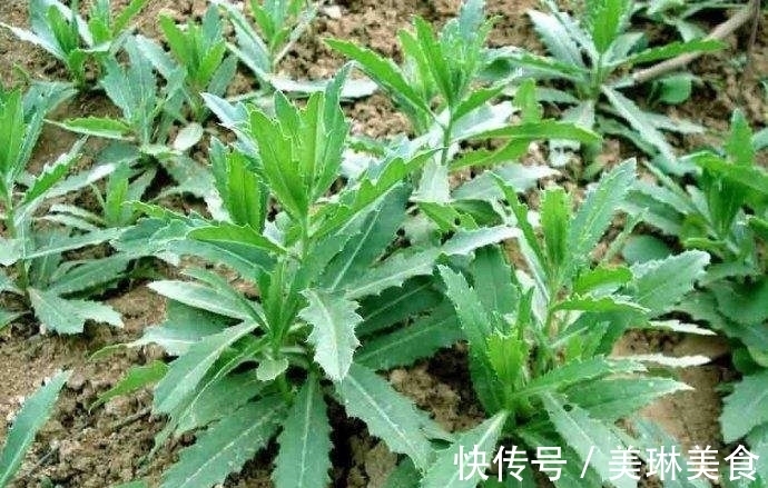 香气|乡村地边常见野菜，味道鲜美还有良好的药用价值。做盘菜不够吃