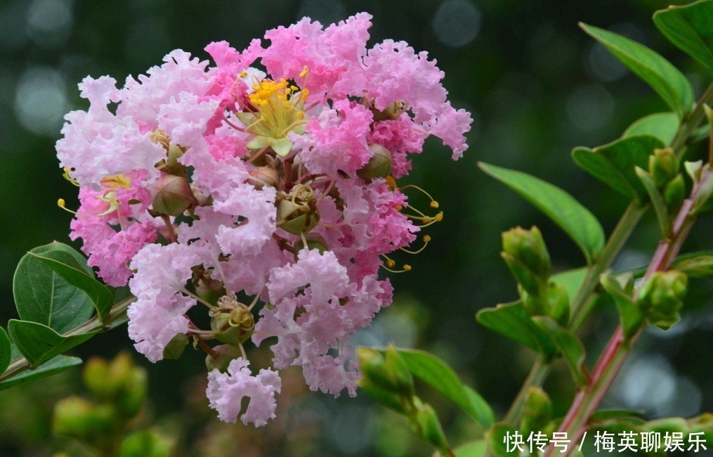 女性|此花所展现的是女性的美，它所代表的是沉迷的爱，是很有趣的植物