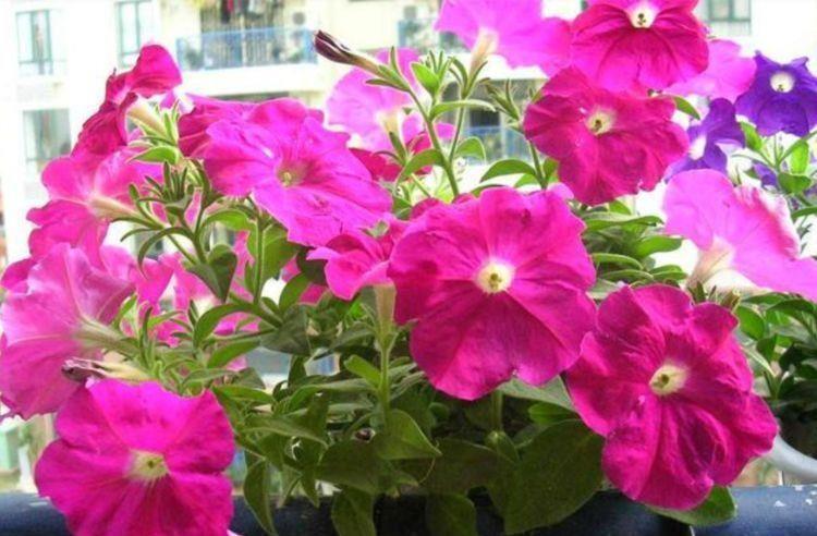 阳台|阳台选此4款花卉,四季开花不停,花香四溢香满屋