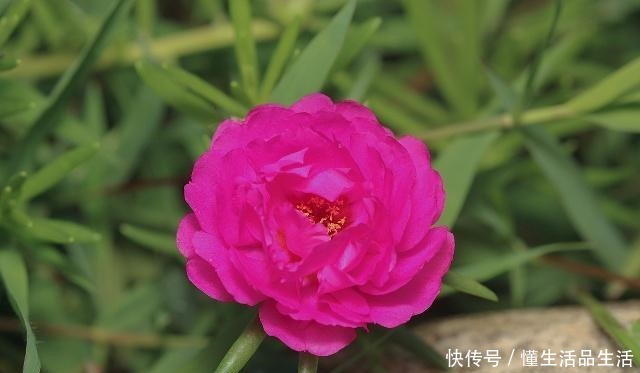 月季长势差不用怕，土壤中添一物，就能让植株长得旺盛，富有生机！