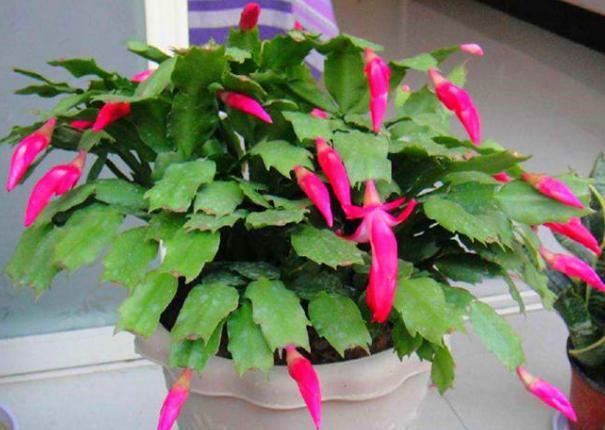 叶片|蟹爪兰叶片软趴趴怎么办从3方面对症处理,冬春花开爆满盆