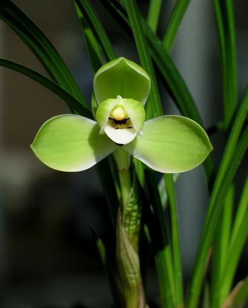  工整|高档春兰“宋梅”，一杆双花，花型工整，养护简单，拥有顶级香味