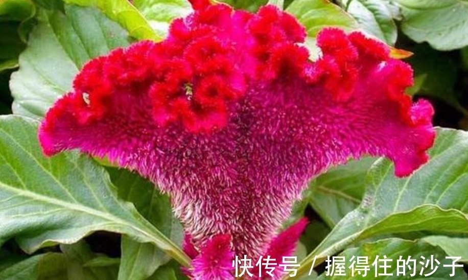 鸡冠花|4种花是花卉中的佼佼者,一开就是几百朵,五颜六色超漂亮!