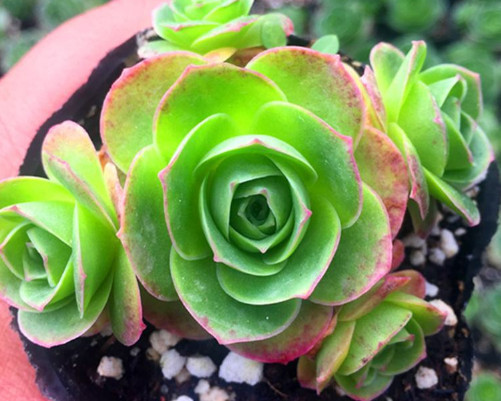 山地玫瑰怎么养教你3个盆栽小妙招,养出最漂亮的山地玫瑰