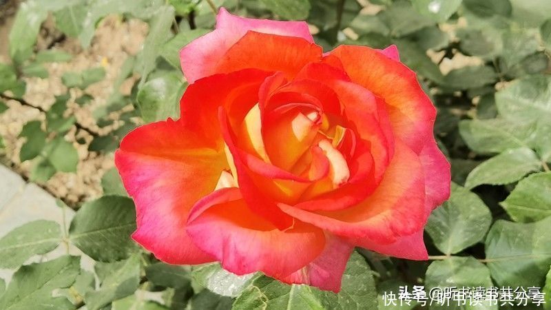 月季花|北京街头万千姿态的月季花，您最喜欢哪一种