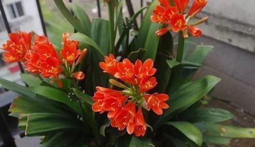 花肥不用买，盆里洒把它，比花肥还强，养啥都旺盛！