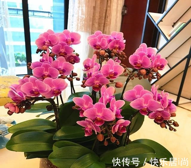 3种花很昂贵,也很“娇贵”,买回家“难伺候”,但太想要了!