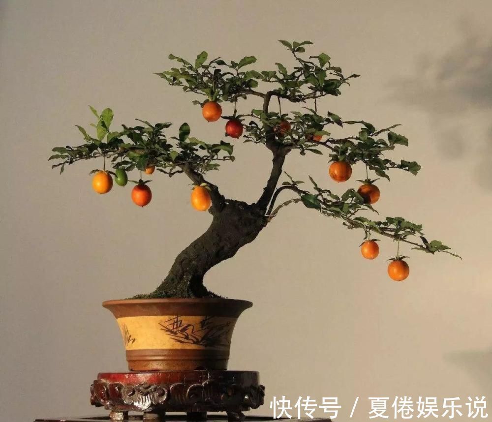 价值|2种名贵的盆景树,观赏性高价值不菲,能养的家庭不一般