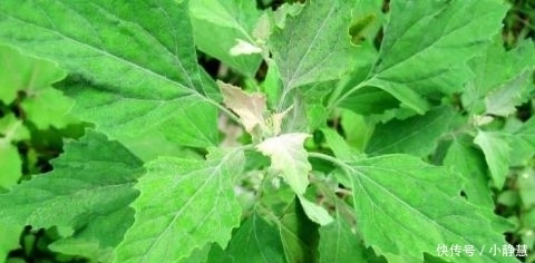 贫血|农村田间喂猪的野菜 能清热解毒 防贫血除口臭