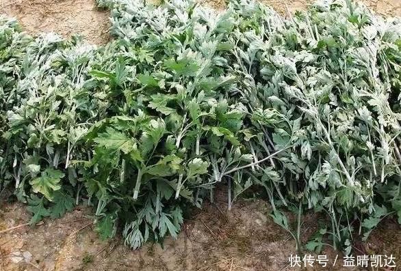 田间地头没人要的野草，却是腰间盘突出的“救命草”，三天起效