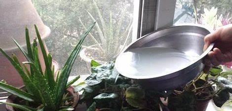 发酵|养花,淘米水浇花最好是把它发酵之后再使用