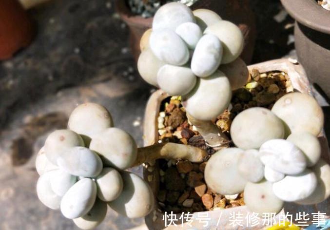 粉蚧虫,肉友最痛恨的虫子,多肉防虫要无时无刻